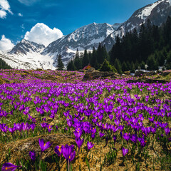 Wall Mural - Purple crocus flowers on the steep mountain slope, Carpathians, Romania