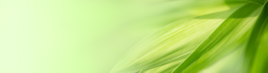Nature of green leaf in garden at summer. Natural green leaves plants using as spring background cover page greenery environment ecology lime green wallpaper