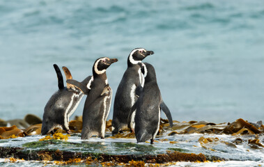 Wall Mural - Group of Magellanic penguins on the beach