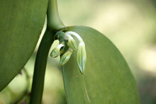 The Vanilla Flower On Plantation In Agriculture In Tropical Climate.