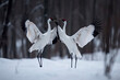 Dancing Cranes. The ritual marriage dance of cranes. The red-crowned crane. Scientific name: Grus japonensis, also called the Japanese crane or Manchurian crane. natural habitat. Japan