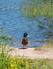 wild duck near the water