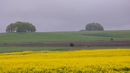 Rapeseed flowers in the foreground. Two beech clumps with an ancient burial mound behind.