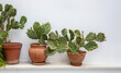 © Rawf8 - Prickly Pear cactus Opuntia Azurea in pot on whitewashed wall background. Greece, Cyclades island