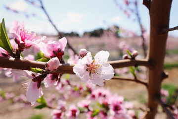 Wall Mural - background of spring blossom tree. selective focus