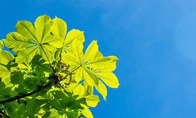 Young chestnut leaves against a blue sky in early spring, backgrounds