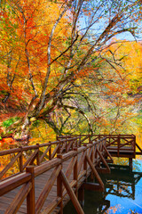Fototapete - Autumn forest landscape reflection on the water with wooden pier - Autumn landscape in (seven lakes) Yedigoller Park Bolu, Turkey