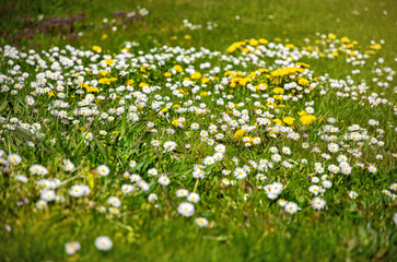 Sticker - White daisy flowers on a alpine meadow	
