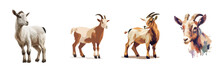 Animal Goat And Sheep Sticker Print