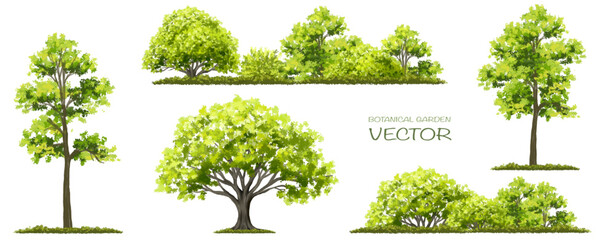 Vector watercolor of tree side view isolated on white background for landscape and architecture drawing, elements for environment and garden, painting botanical for section