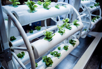 Racks with young microgreens in pots under led lamps in hydroponics vertical farms.