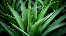 Aloe Vera Green Healthy Leaves, Generative Ai, Generative, Ai
