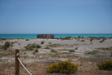 Plants on the mediterranean beach growing in sand