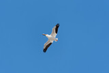 Fototapeta Zwierzęta - American White Pelican Flying In Blue Spring Sky