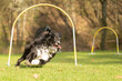 very fast Border Collie dog is running through an arc in Hoopers course.