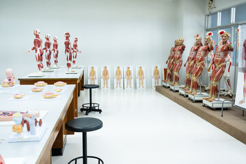 Anatomy model in anatomy classroom at medical school.Science laboratory, with focus on human body anatomy model.Medical education concept.