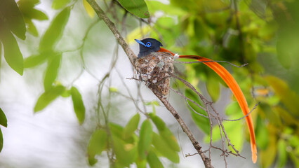 Canvas Print - Male African paradise-flycatcher sitting on a nest, Kruger National Park, South Africa