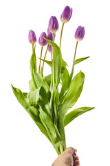Wall Mural - Purple Colored Tulip Flowers Isolated on White Background.