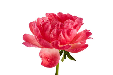 Wall Mural - Pink peony with water drops isolated on white background