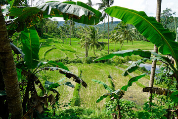 Wall Mural - rice fields on bohol islnd at the philippines