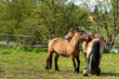 Pferde auf den Koppeln im Berliner Norden , Berlin-Lübars, Berlin, Deutschland