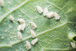 Whitefly Aleyrodes proletella agricultural pest on cabbage leaf