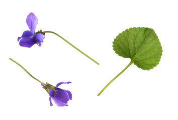 Wall Mural - set of violat flowers and leaf isolated on white or transparent background