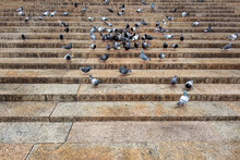 New York City Pigeons