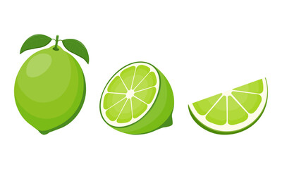 Wall Mural - fresh lime fruit. collection of lime vector icons isolated on white background. vector illustration 