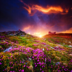 Wall Mural - Unbelievable colorful sunrise with fields of blooming rhododendron flowers. Carpathian mountains, Ukraine, Europe.
