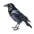 © Perfect PNG - crow isolated on a transparent background, generative ai