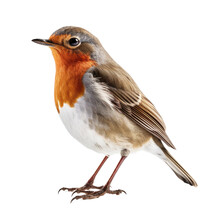 Robin Isolated On A Transparent Background, Generative Ai