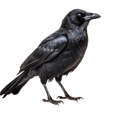 Crow Isolated On A Transparent Background, Generative Ai
