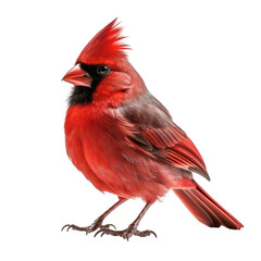 cardinal isolated on a transparent background, generative ai