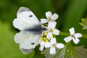 Wall Mural - white butterfly on a flower