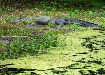 Poster - alligator in the swamp