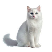 Little White Cat Sitting On The Ground , Background Removed Png, Transparent Background For Digital Art/work