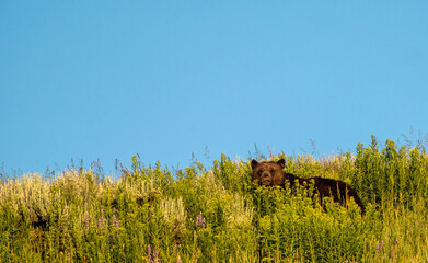 Poster - Dewy Faced Grizzly Bear Looks Up From The Tall Grasses