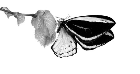 Aufkleber - Tropical butterfly on young leaves isolated on white. Black and white. Flying butterfly. Butterfly birdwings