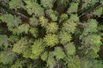 Aufkleber - Aerial view of green summer forest with spruce and pine trees forest view from above, aerial top view with copy space design for web banner