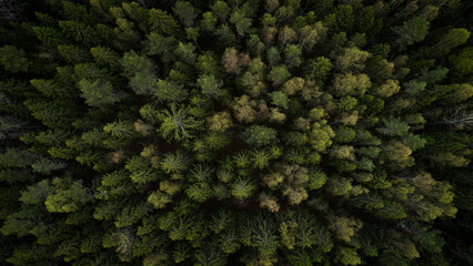 Aufkleber - Aerial view of green summer forest with spruce and pine trees forest view from above, aerial top view with copy space design for web banner