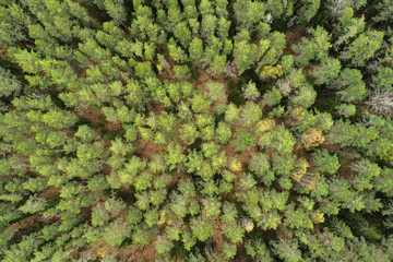 Aufkleber - Aerial view of green summer forest with spruce and pine trees forest view from above, aerial top view with copy space design for web banner