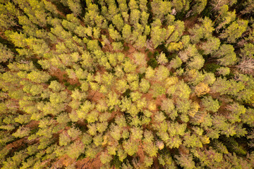 Aufkleber - Aerial view of autumn forest with spruce and pine trees forest view from above, aerial top view with copy space design for web banner