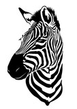 Fototapeta Konie - Zebra head illustration, Vector design. 