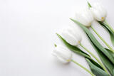 Fototapeta Tulipany - White tulips on white background