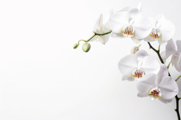 Top view photo of orchid on white background