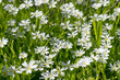 A field of whte stellaria media flowers