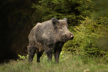 Sticker - Wild boar in the spring forest. Calm wild pig among the trees. European wildlife during spring. Wild sow hiding small piglets.