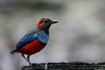 Sticker - Papuan Pitta or Red-bellied pitta (Erythropitta macklotii) in Papua new guinea