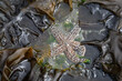 Brown sea star on the sand surrounded by brown kelp and shallow water at low tide in Puget Sound

